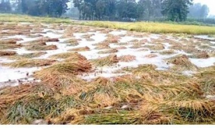 ରାଜସ୍ୱ ମନ୍ତ୍ରୀଙ୍କ ବଡ଼ ଘୋଷଣା: ପ୍ରାକୃତିକ ବିପର୍ଯ୍ୟୟ କ୍ଷତିଗ୍ରସ୍ତ ଚାଷୀଙ୍କୁ ମିଳିବ କ୍ଷତିପୂରଣ